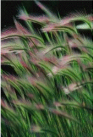 in_fran_27_04f72.png